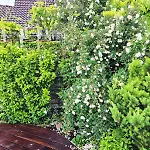 Apartman Sternhaus - Am Kurpark *